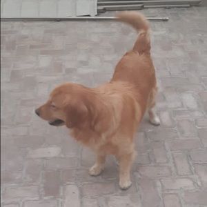 Meet your Posher, Harry